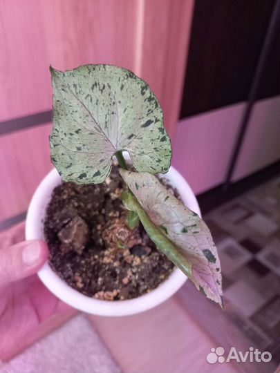 Фил маска вар, сингониум серый призрак, хойя лиза