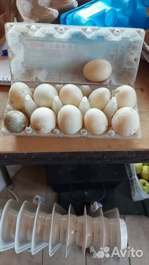 Яйцо домашнее утиное и куриное