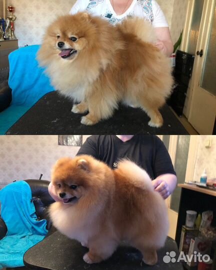 Груминг (стрижка) шпицев