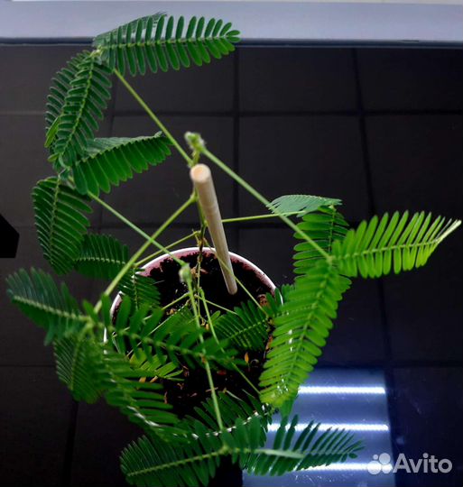 Мимоза стыдливая