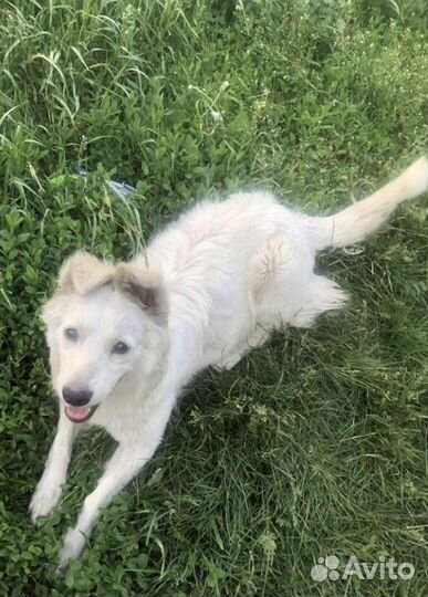 Собака девочка Белочка в добрые руки