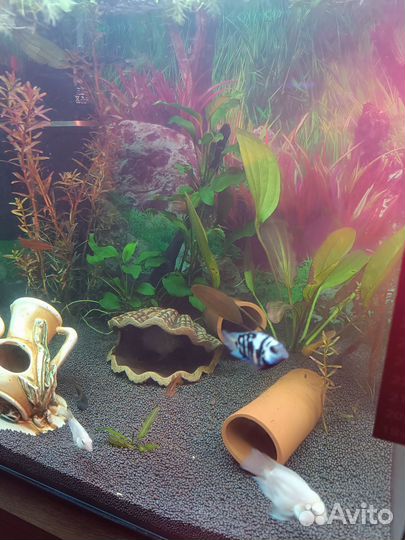 Аквариум с тумбой 125 л