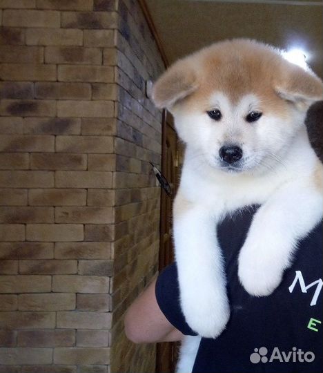 Японская акита мальчик белый. и рыжие