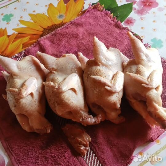 Перепела техасец утяжеленый Продаю