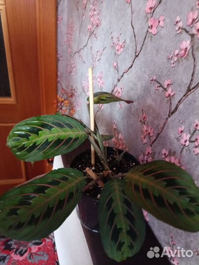 Маранта триколор