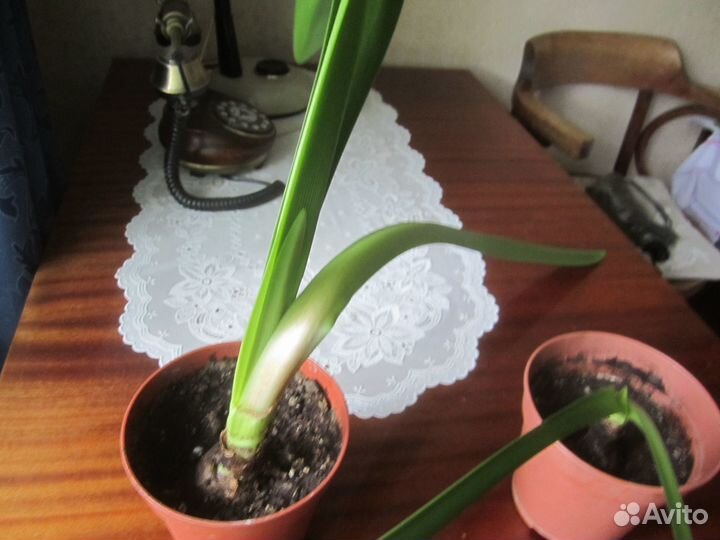 Домашние растения