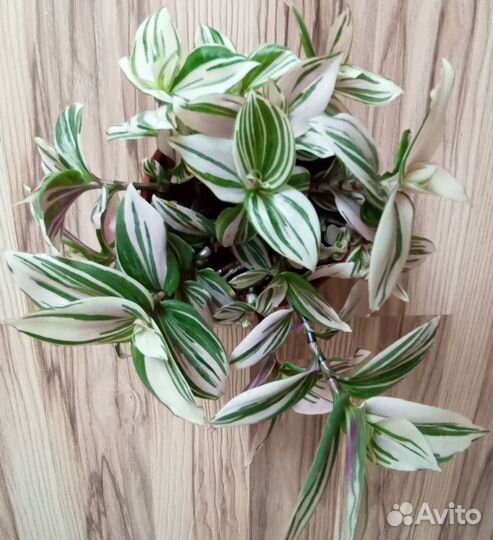 Традесканция