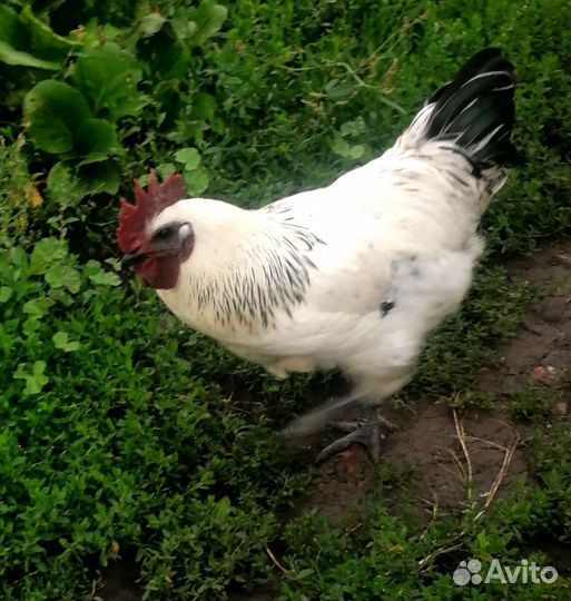 Петухи породистые