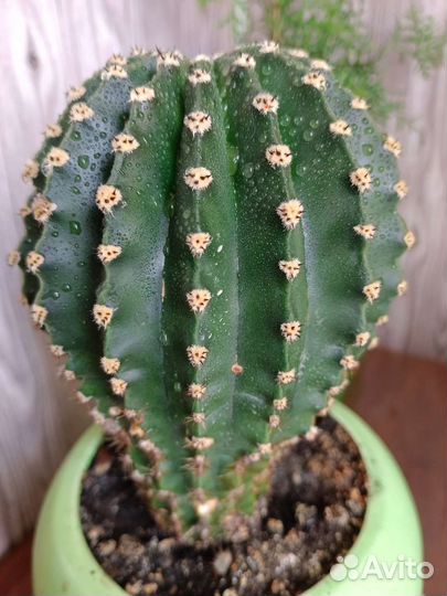 Большой кактус