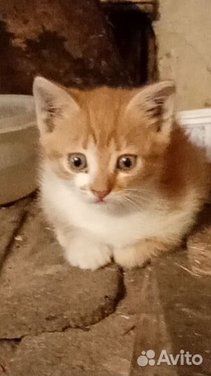 Котик в дар