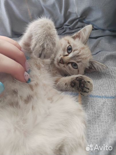 Кошка в дар