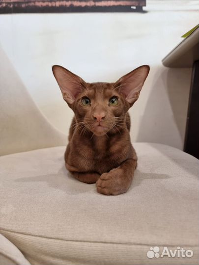Ориентальные котята