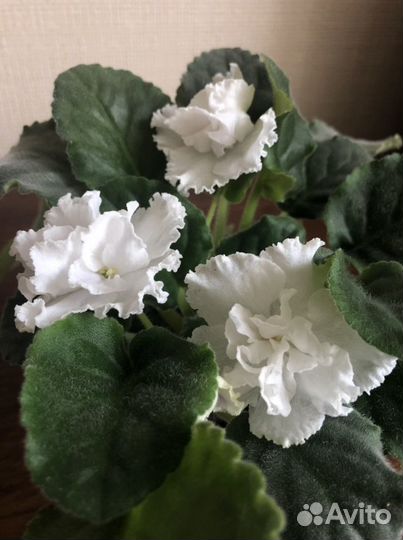 Фиалка белая