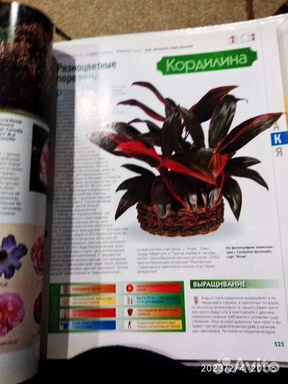 Журналы Комнатные растения