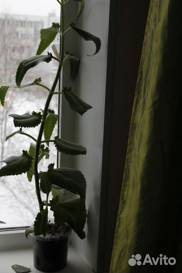 Каланхоэ лечебное