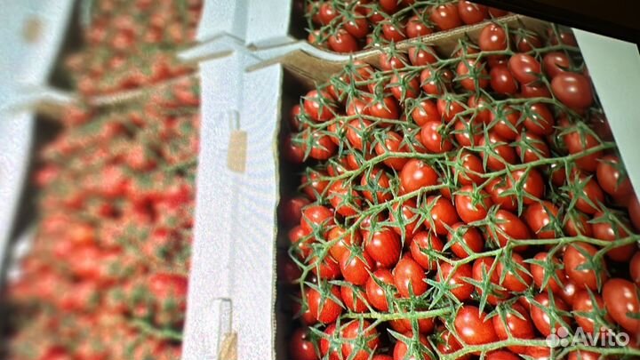 Чери помидор ветка помидор опт