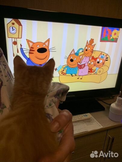 Котята отдам даром