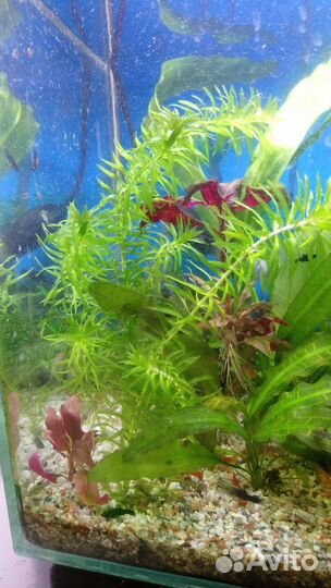 Криптокарина, саггитария, апоногетон живородящий