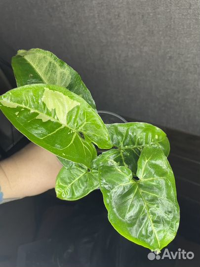 Сингониум panda white