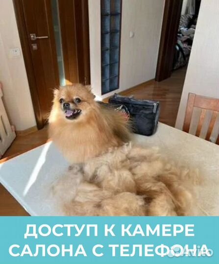 Груминг Стрижка собак Тримминг Екб