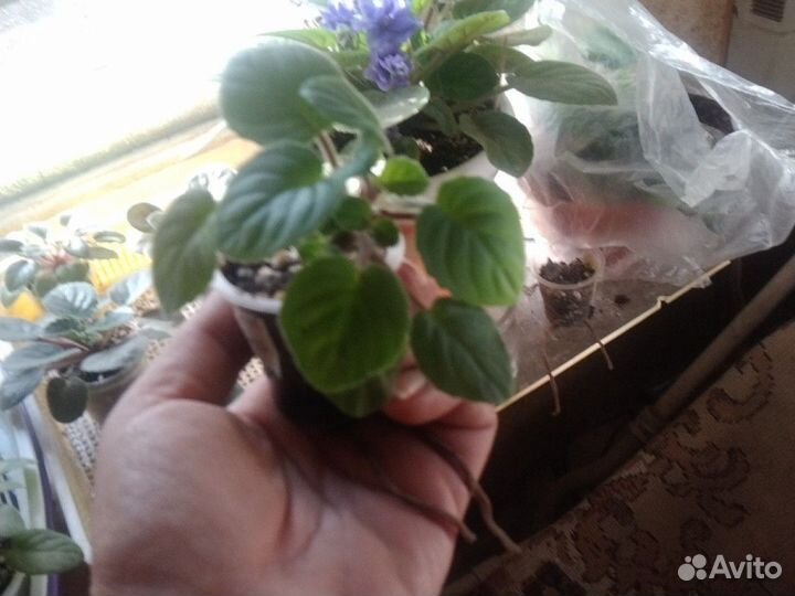 Фиалки трейлеры