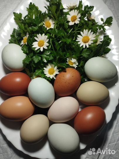 Домашние куриные и перепелиные яйца