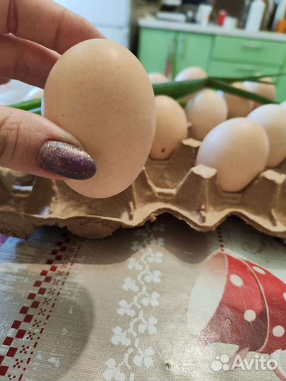 Яйцо двухжелтковое куриное фермерское