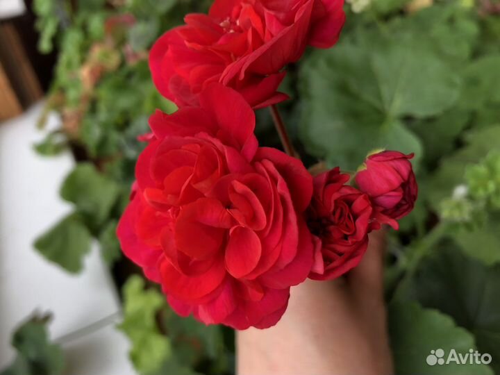 Пеларгония ив Майя Плисецкая