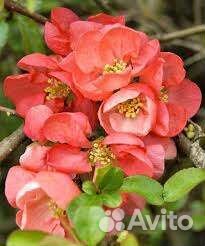 Айва великолепная и декоративные кустарники