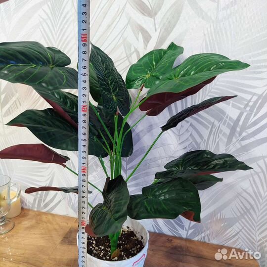 Калатея декоративная