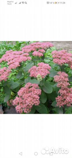 Очиток видный. лечебный(седум)