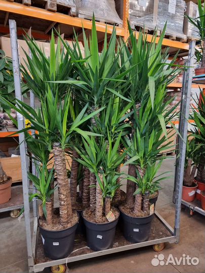 Юкка слоновая 4 ствола красивая