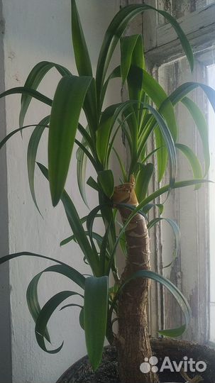 Пальма юкка