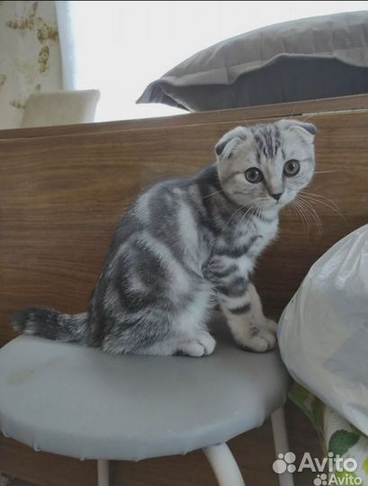 Продается шотландская вислоухая девочка