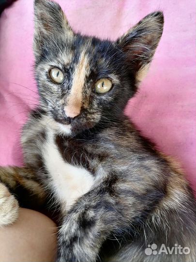 Котики и кошечки бесплатно в добрые руки