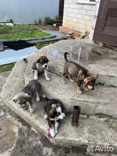 Собака Алабай 2 с половиной мес