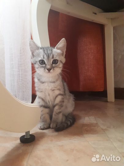 Отдам в добрые руки