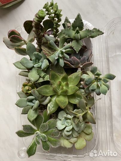 Суккуленты