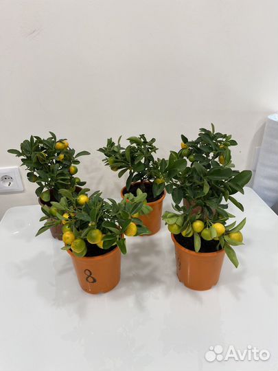 Мандариновое дерево