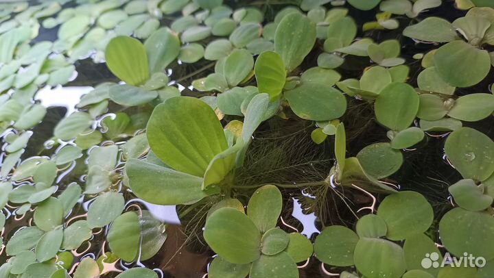 Пистия, роголистник