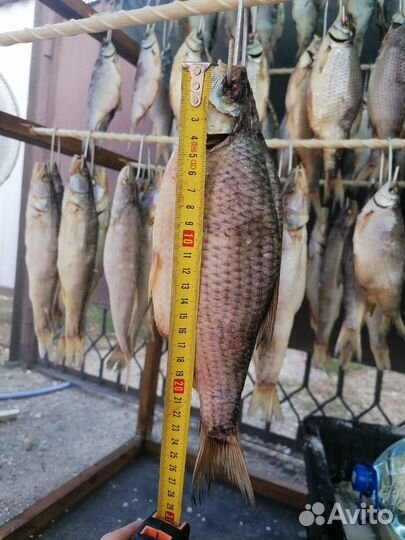 Тарань ейск