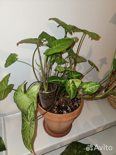 Сингониум Монстера Сциндапсус Колеус