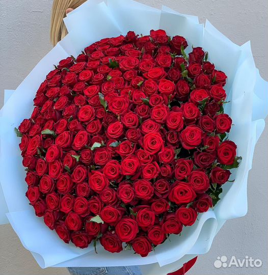 101 Роза цветы 201 101 51 Роза