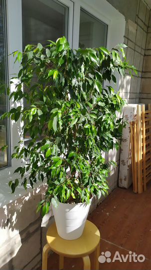 Фикус Бенджамина. Высотой 120 и 150см