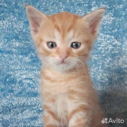 Рыжий котенок Персик