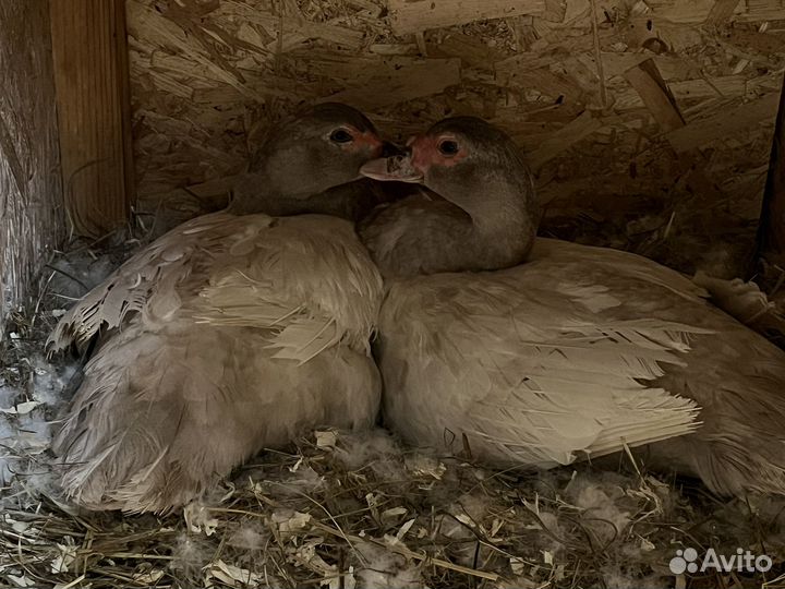 Мускусные утки тяжелые линии