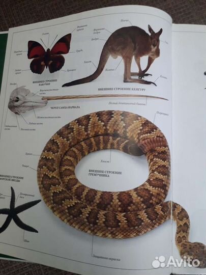 Книга,хорошая полиграфия