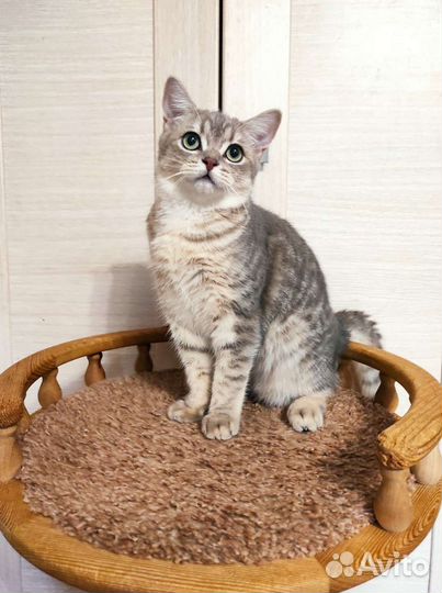 Очаровательный котик ищет семью