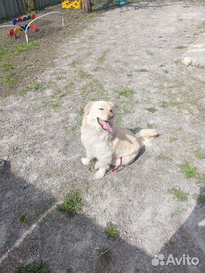 Девочка в добрые руки