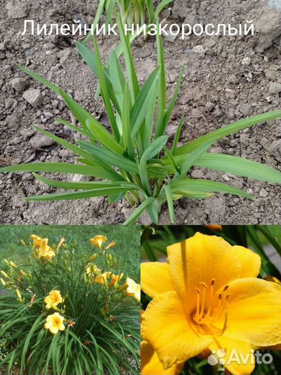 Садовые растения разные